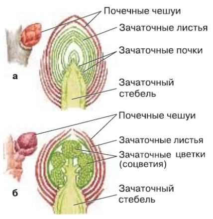 Задание рисунок 1